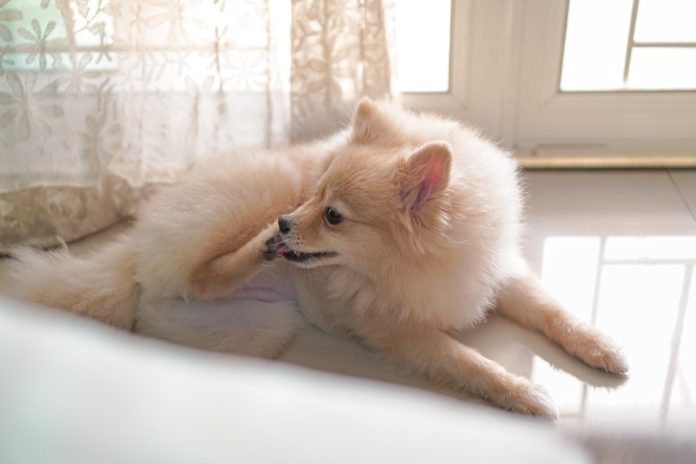 Come capire se il cane soffre di solitudine