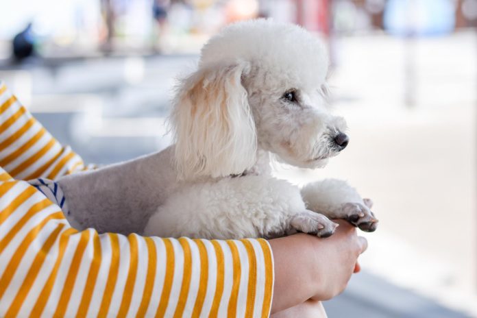 Cosa fare quando il cane piange